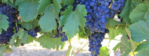 Organic Blog - Wine in the West 
