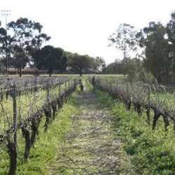 Swan Valley Pruning for pizza