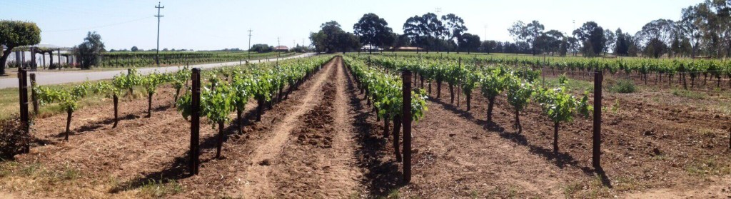 Organic Wine Blog - Harris organic vineyard