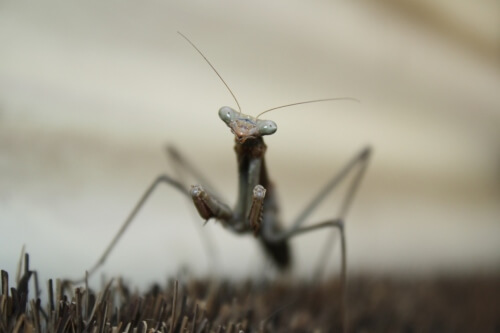 praying mantis