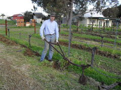 Organic Strip digging