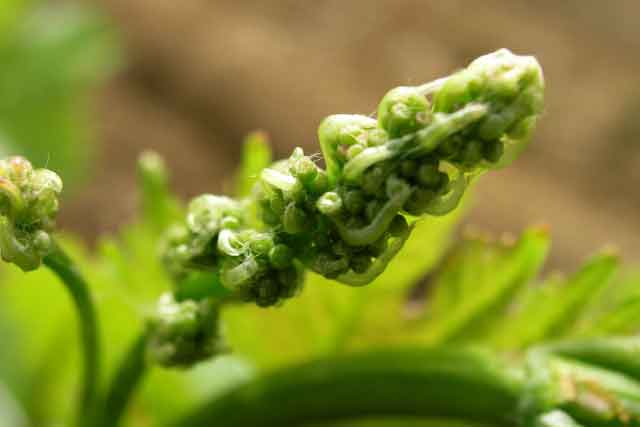 organic vine bud