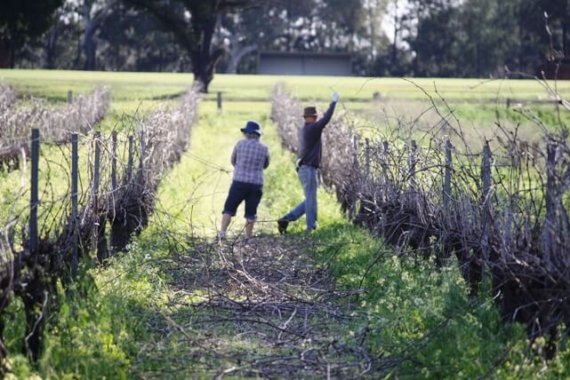 organic vine pruning