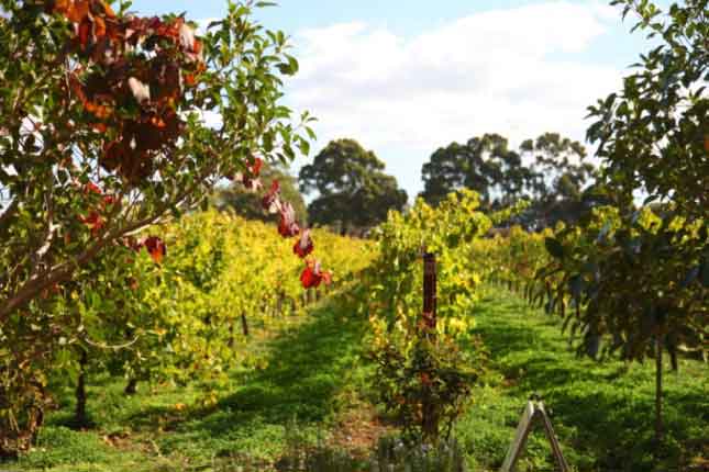 organic vineyard