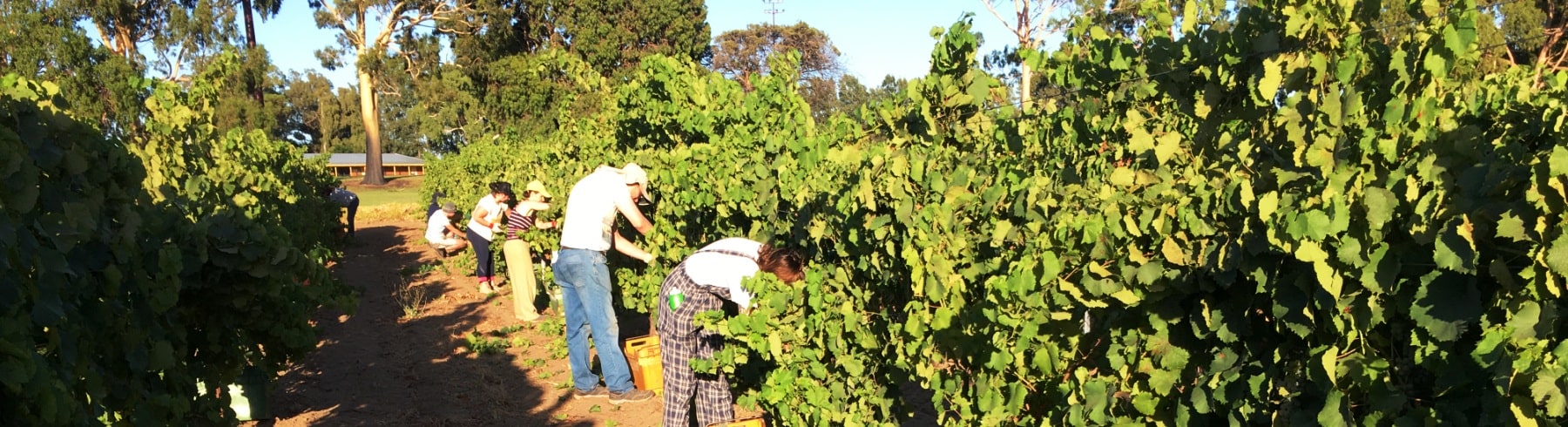 Organic grape picking 