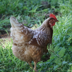 Organic Chicken Perth