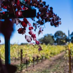 organic cellar door