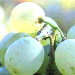 Organic White Wines