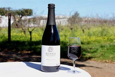 Organic Shiraz - Sparkling Red Wine