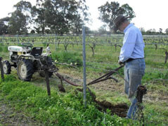 under vine weeding